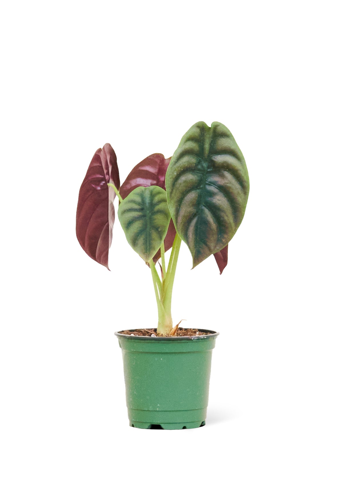 Alocasia 'Red Secret', Small