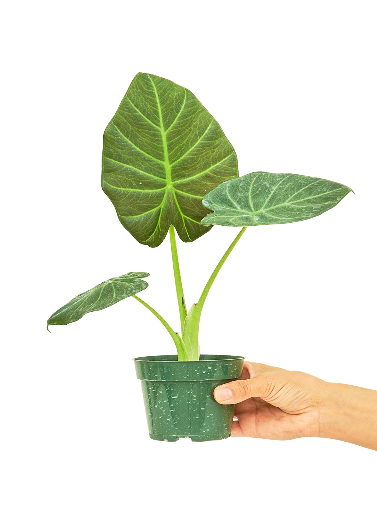 Alocasia 'Regal Shields', Small