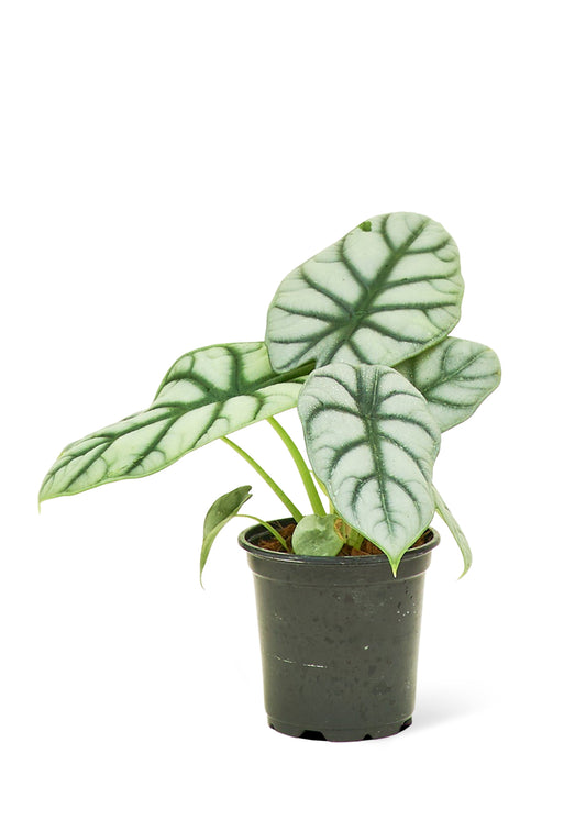 Alocasia 'Silver Dragon', Small