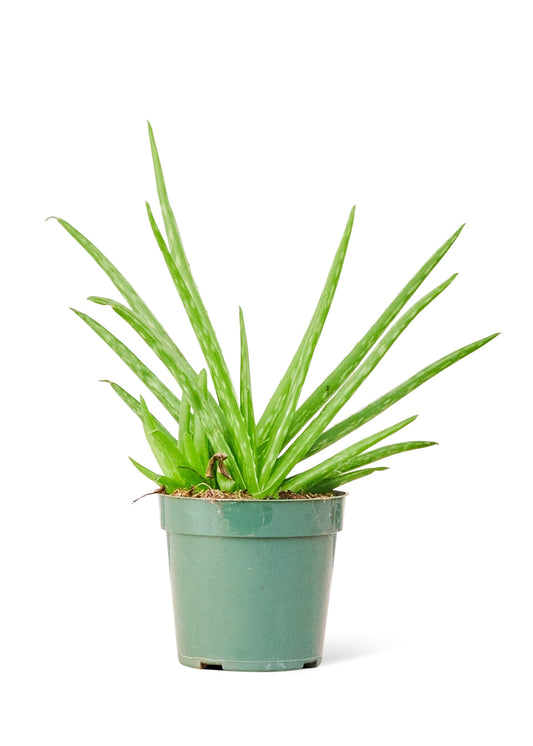 Aloe Vera, Small