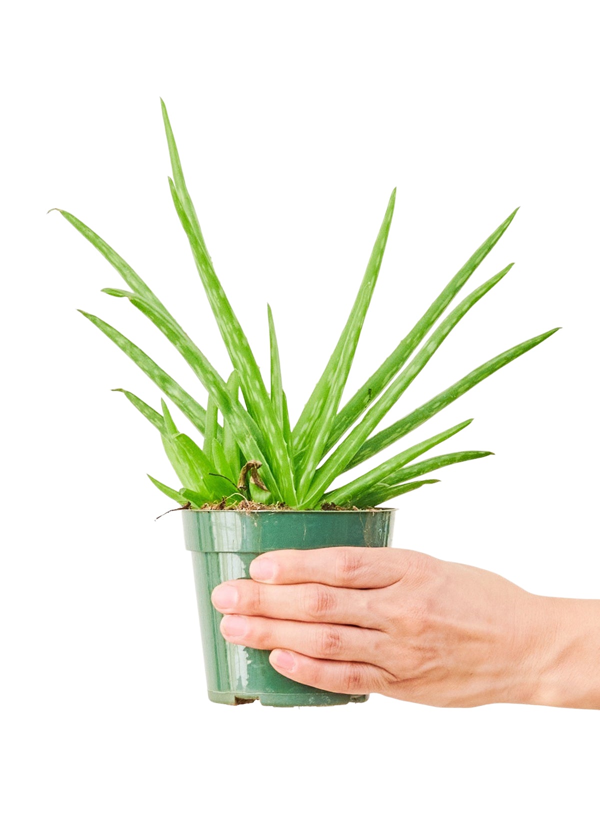 Aloe Vera, Small