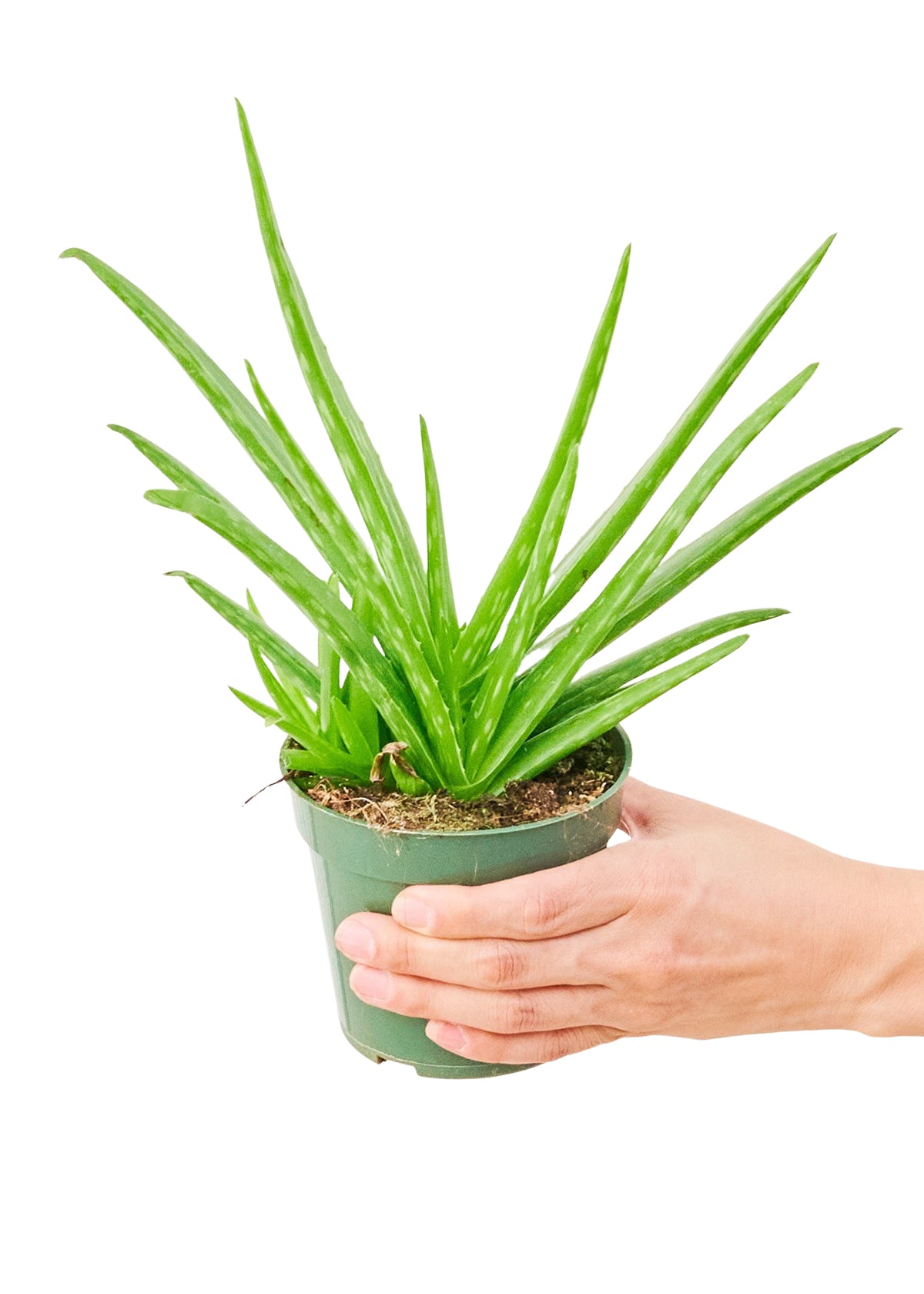 Aloe Vera, Small