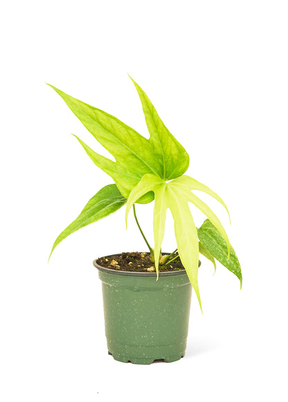 Anthurium 'Fingers', Small