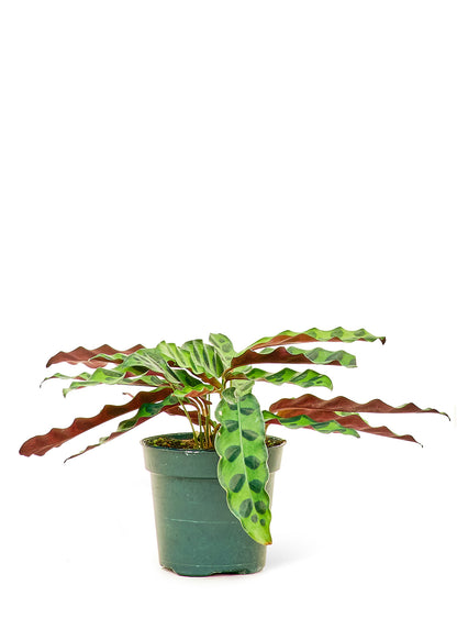 Calathea 'Rattlesnake', Small