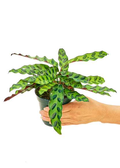 Calathea 'Rattlesnake', Small