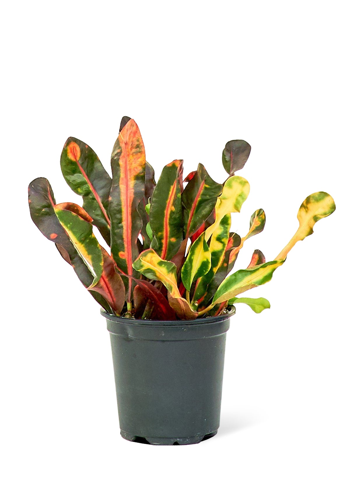 Variegated Croton, Small