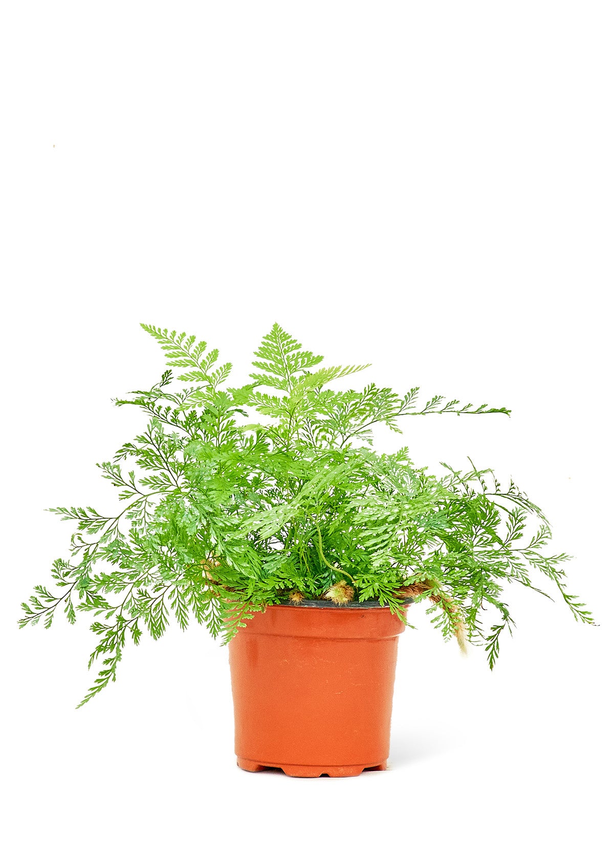 Rabbit Foot Fern, Small