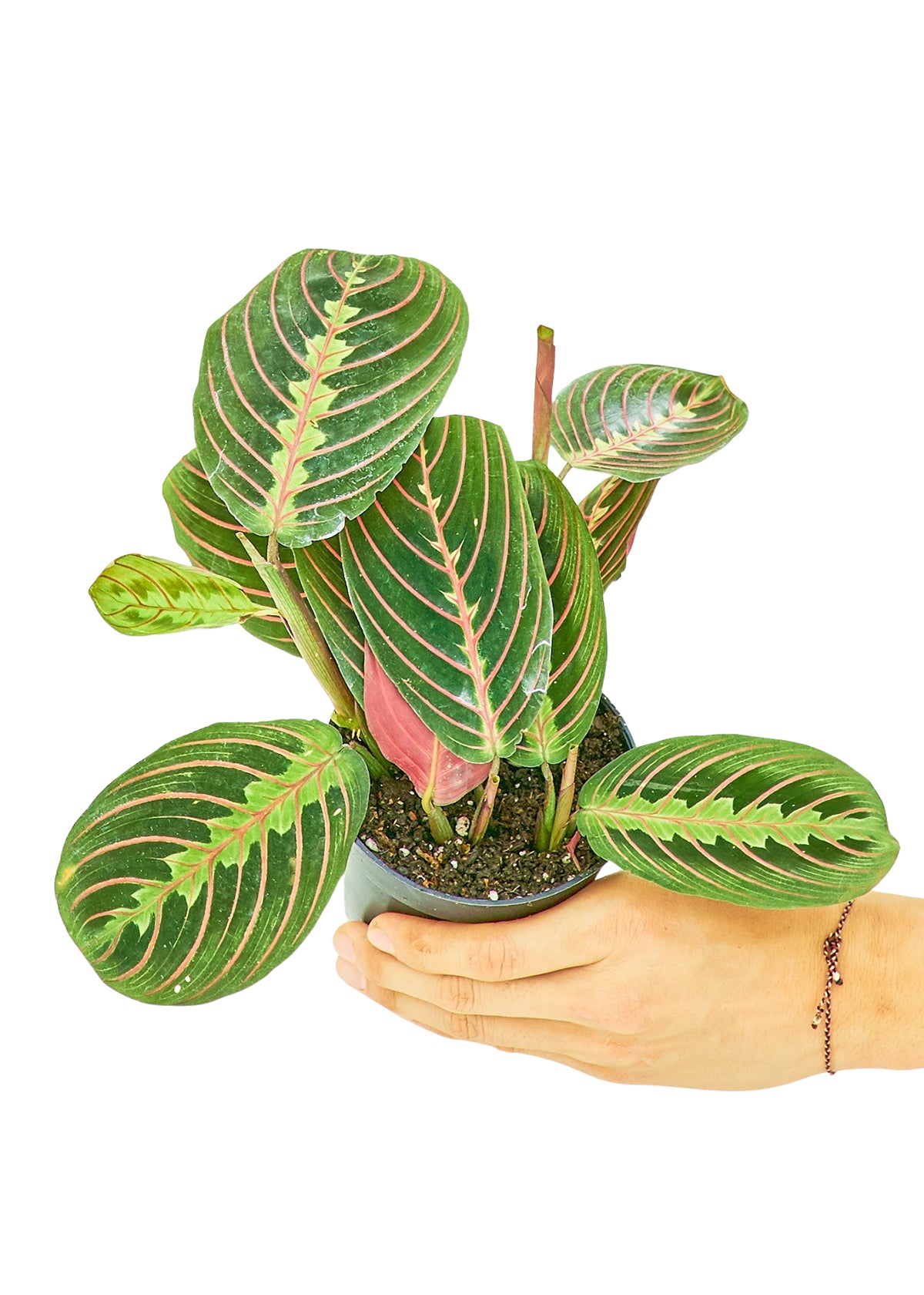 Red Prayer Plant, Small