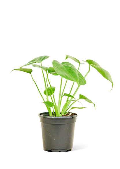 Monstera Swiss Cheese Plant, Small