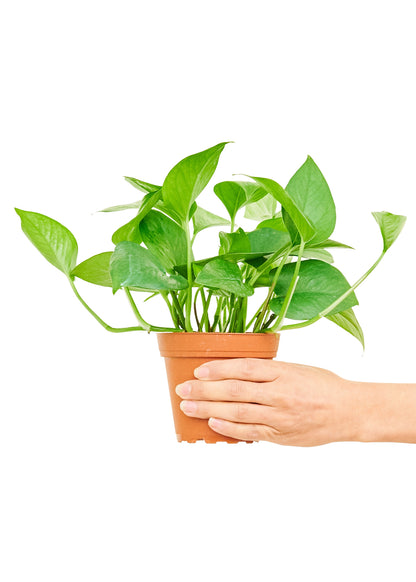 Pothos 'Jade', Small