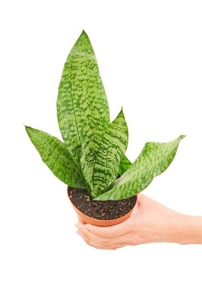 Snake Plant 'Zeylanica', Small