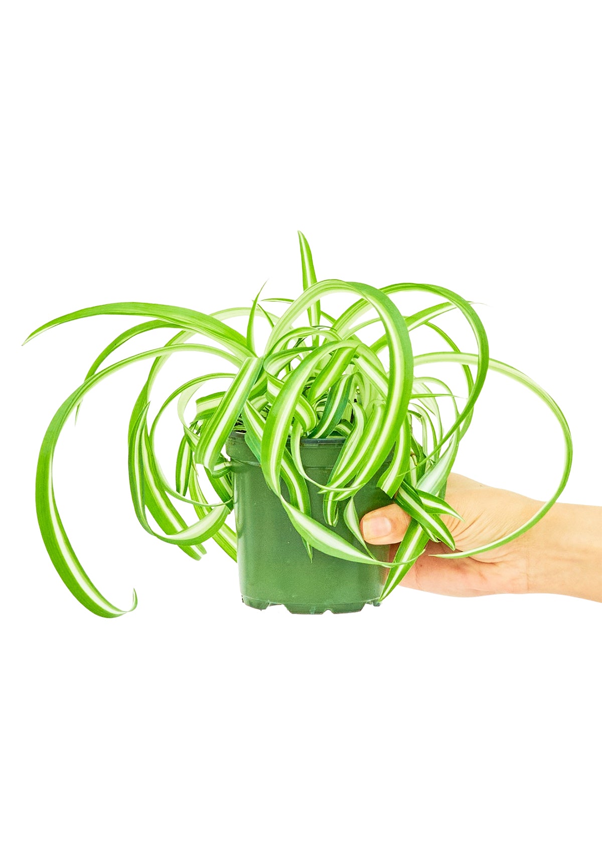 Spider Plant 'Bonnie', Small