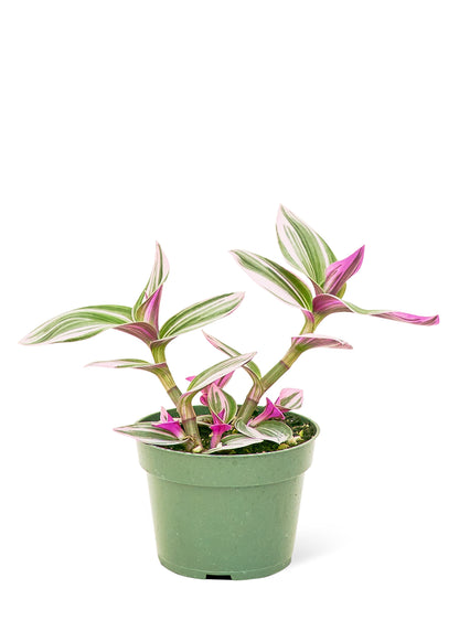 Tradescantia 'Nanouk', Small