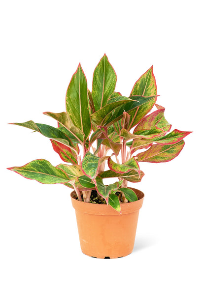 Red Chinese Evergreen, Medium