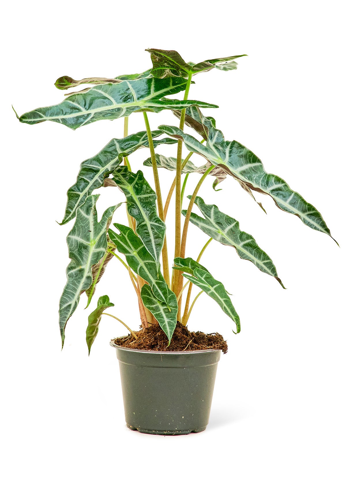 Alocasia 'Polly', Medium – Preeto's Plants