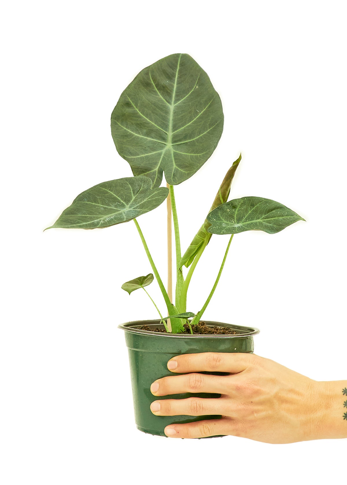 Alocasia 'Regal Shields', Medium