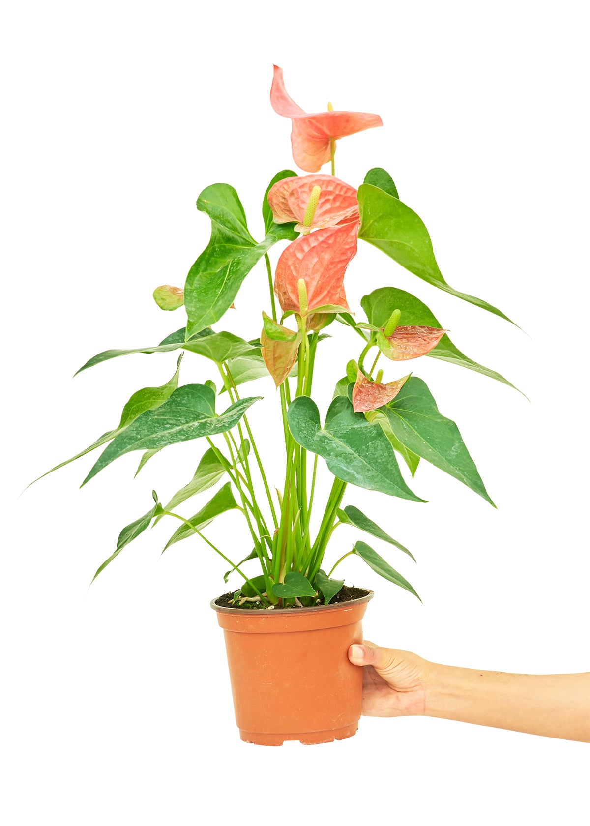 Anthurium 'Pink Flamingo', Medium