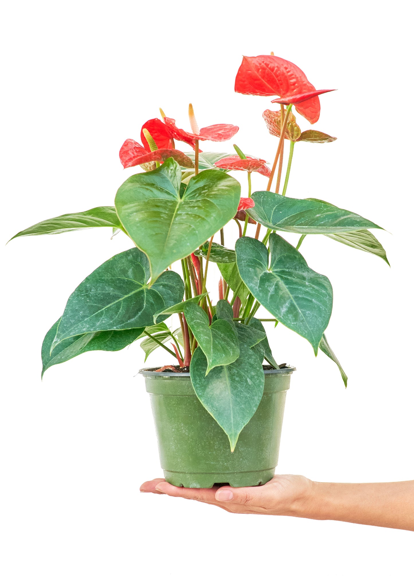 Anthurium 'Red Flamingo', Medium