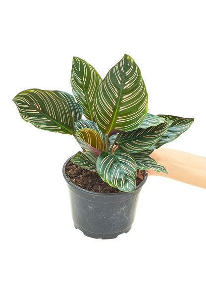 Calathea 'Pinstripe', Medium