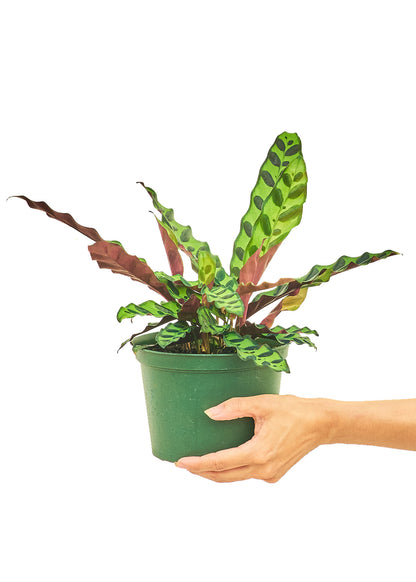 Calathea 'Rattlesnake', Medium