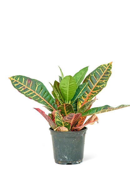 Croton 'Petra', Medium