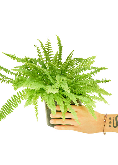 Boston Fern, Medium