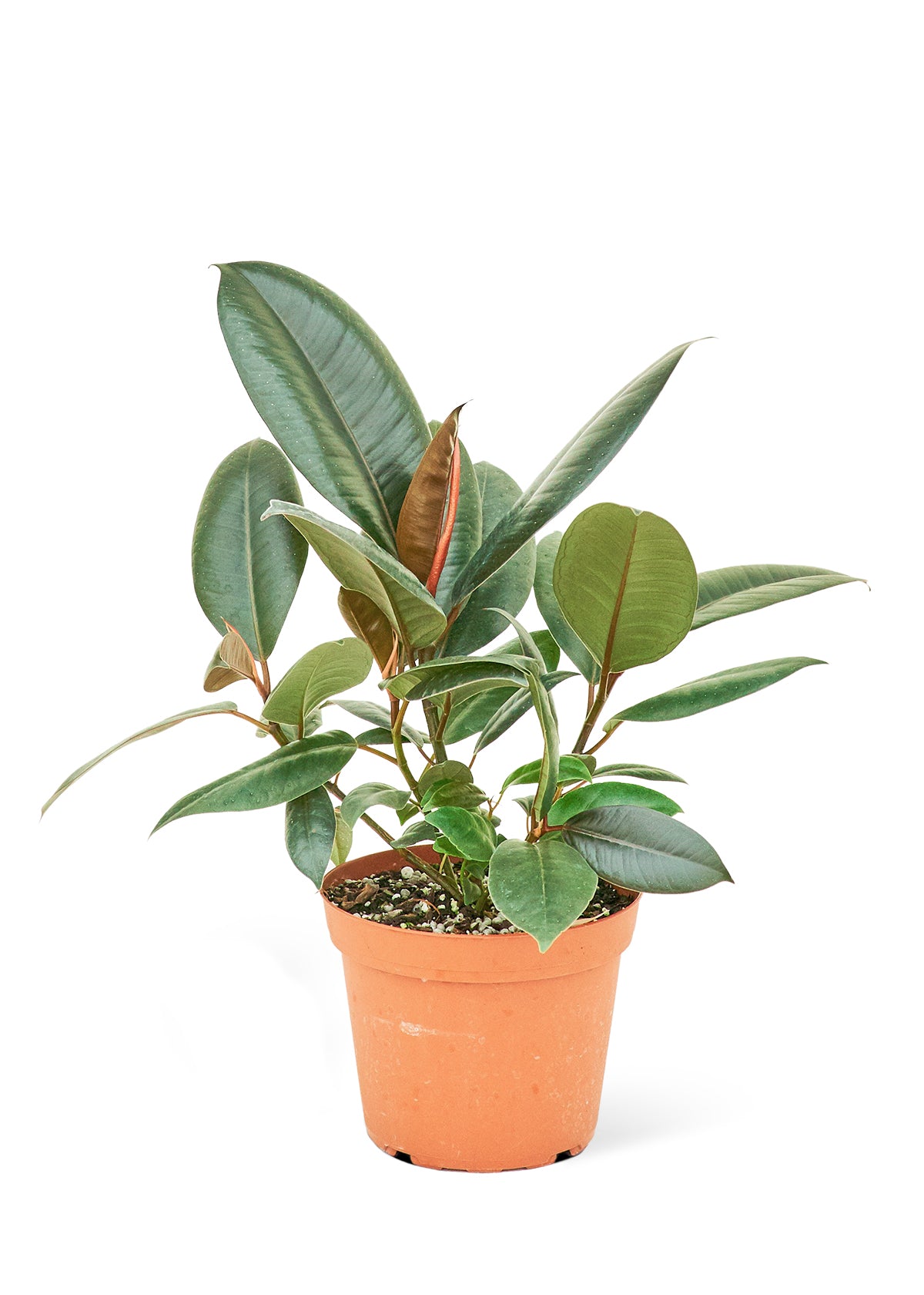 Rubber Tree 'Burgundy', Medium