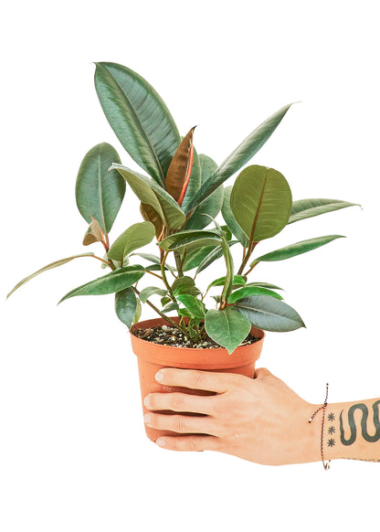 Rubber Tree 'Burgundy', Medium