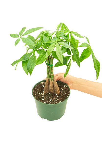 Braided Money Tree, Medium