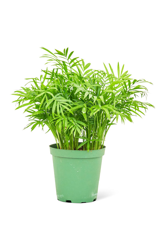 Parlor Palm, Medium