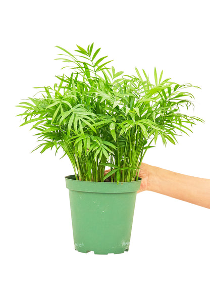 Parlor Palm, Medium