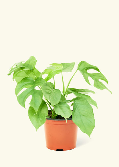 Mini Monstera, Medium