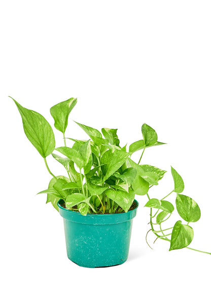 Golden Pothos, Medium