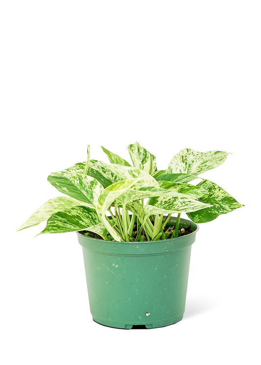 Pothos 'Marble Queen', Medium