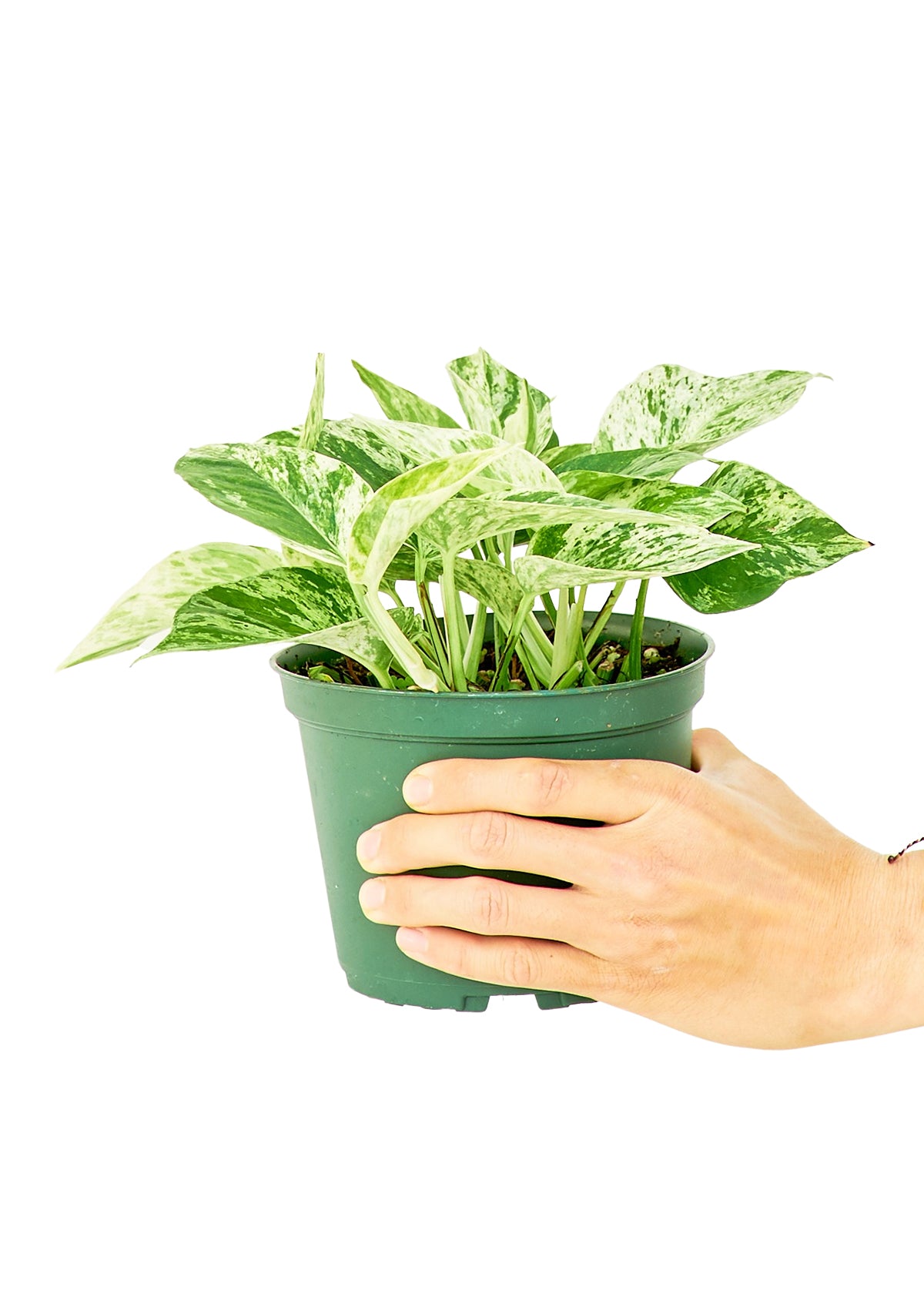 Pothos 'Marble Queen', Medium