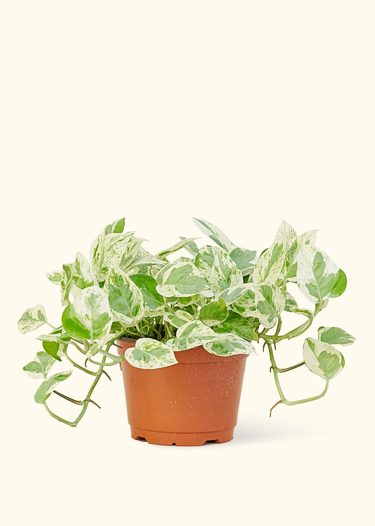 Pothos 'Pearls and Jade', Medium