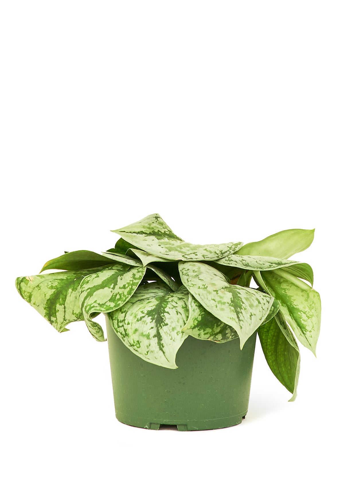 Silver Pothos 'Exotica', Medium