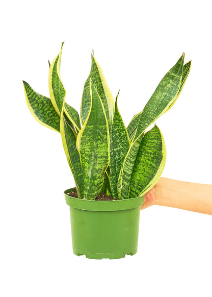 Snake Plant 'Laurentii', Medium