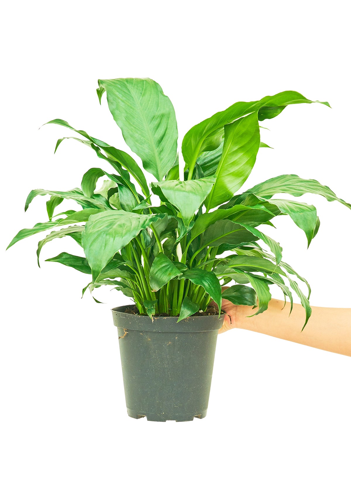 Peace Lily, Medium