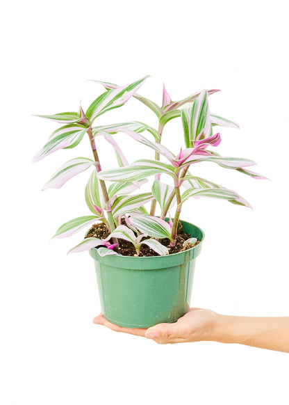 Tradescantia 'Nanouk', Medium