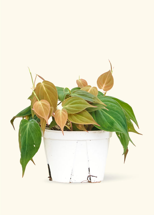 Velvet Leaf Philodendron, Medium