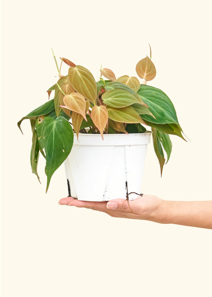 Velvet Leaf Philodendron, Medium