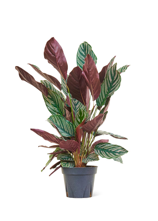 Calathea 'Pinstripe', Large