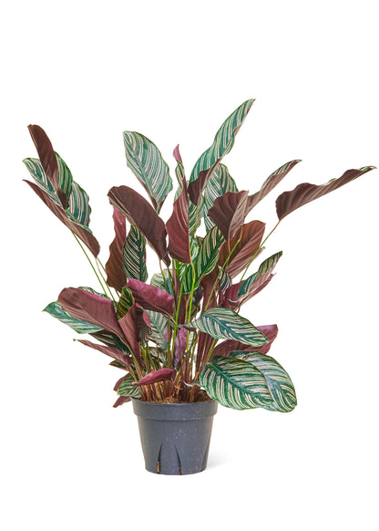 Calathea 'Pinstripe', Large