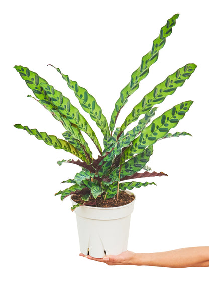 Calathea 'Rattlesnake', Large