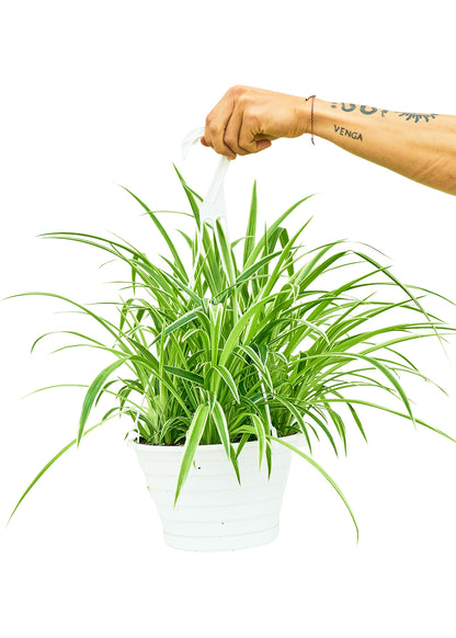 Spider Plant 'Reverse', Large